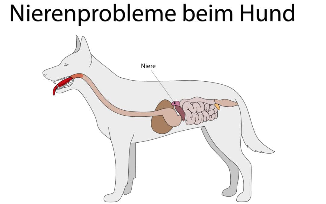 Infografik: Nierenprobleme beim Hund