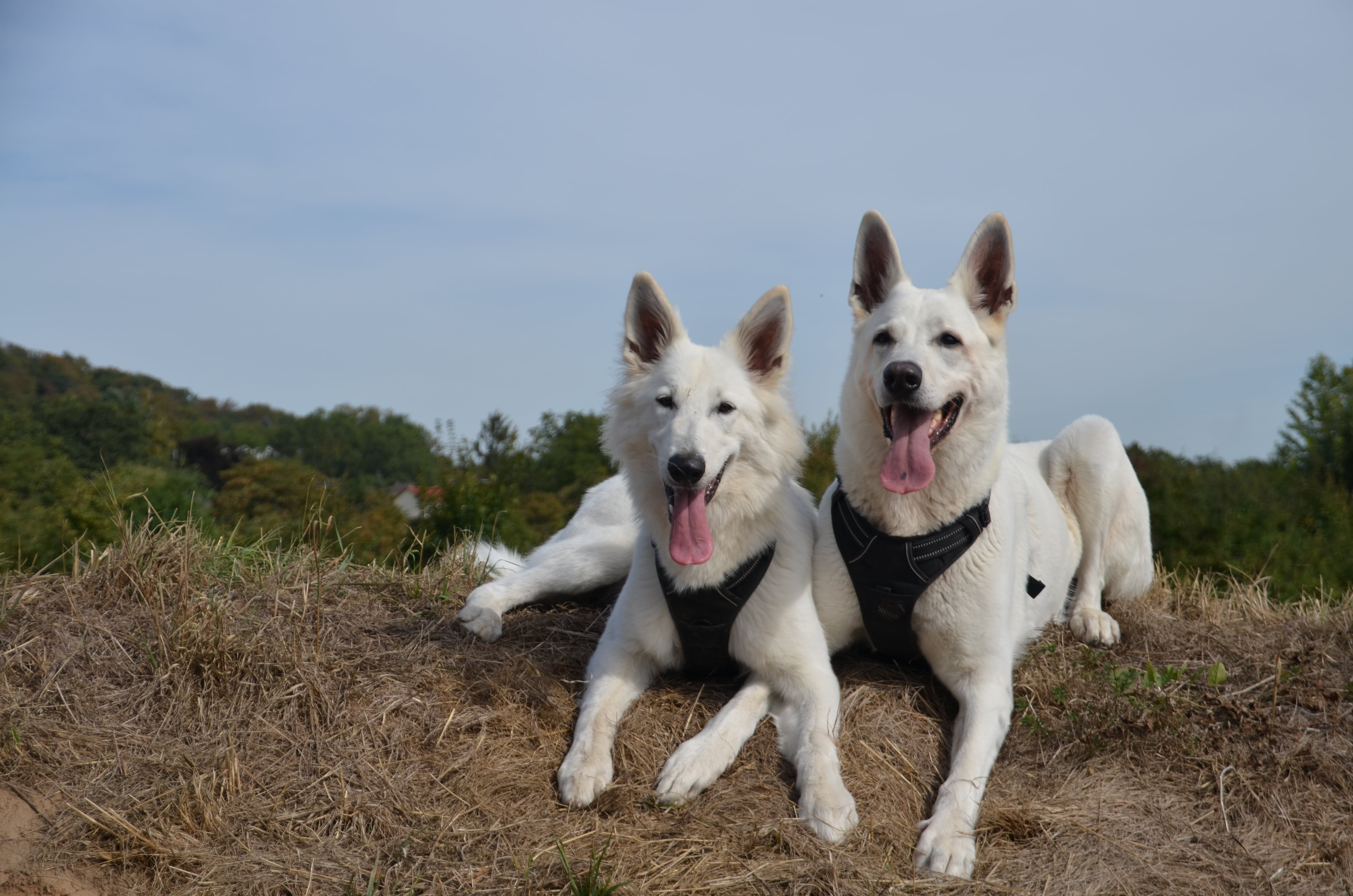 Bild: zwei weisse Schweizer Schäferhunde