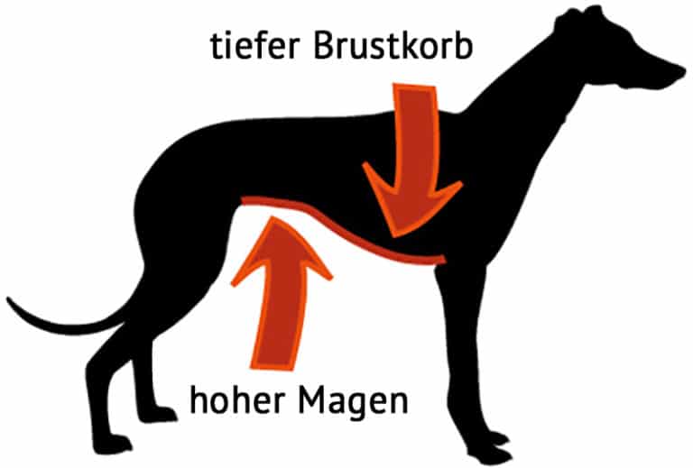 Magendrehung beim HundMagendrehung beim Hund Fresstipp.de