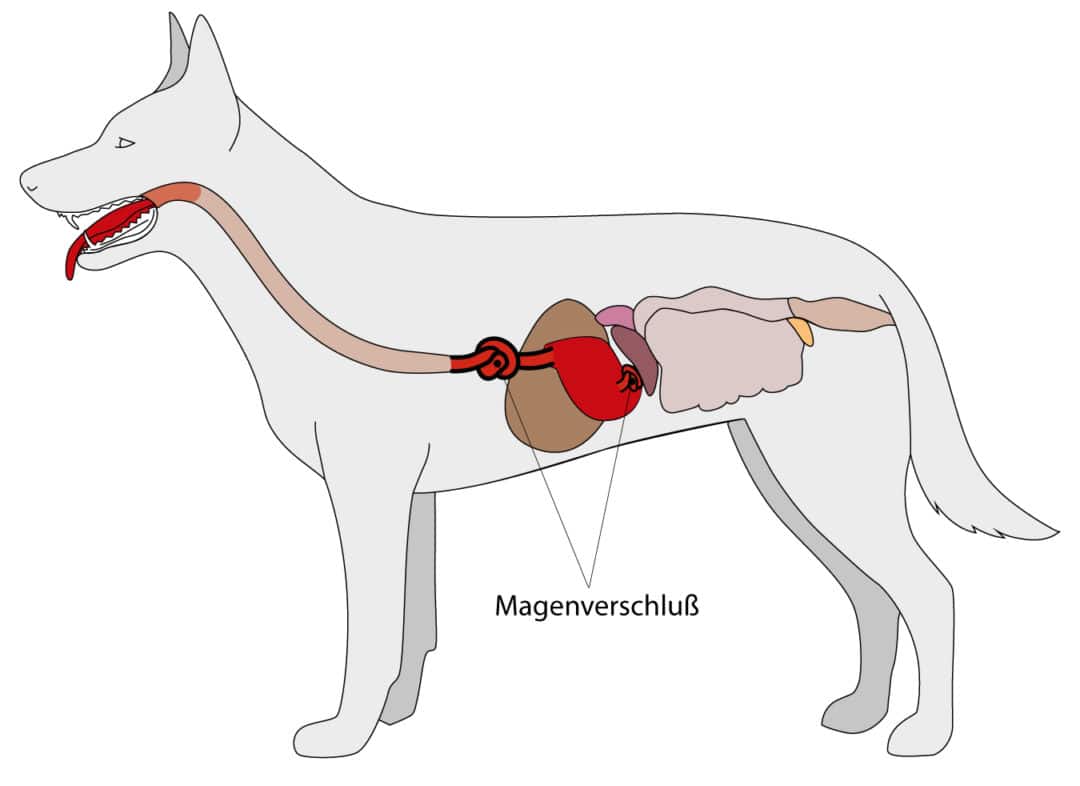 Wie äußert Sich Eine Magendrehung Beim Hund Magendrehung beim HundMagendrehung beim Hund - Fresstipp.de