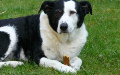 Warum ist mein Hund ständig hungrig?