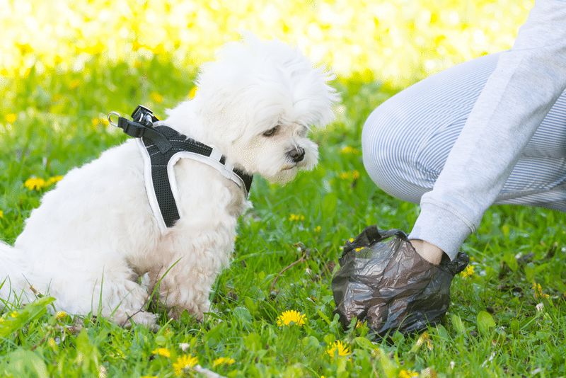 Dein Hund Frisst Kot Fresstipp de