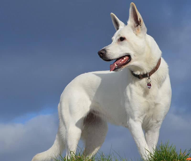 Weißer Schäferhund auf einer Wiese