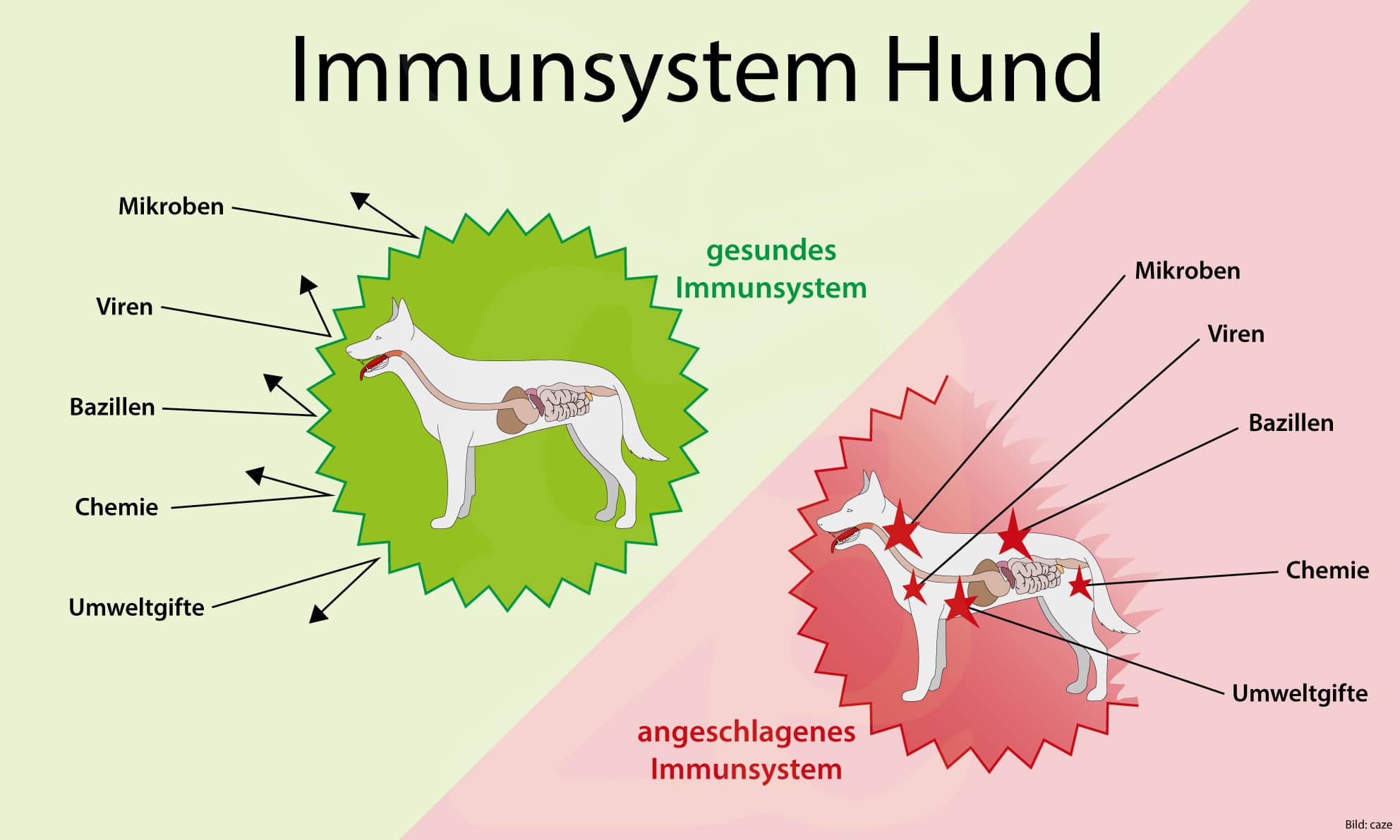 Schema des Immunsystemes beim Hund