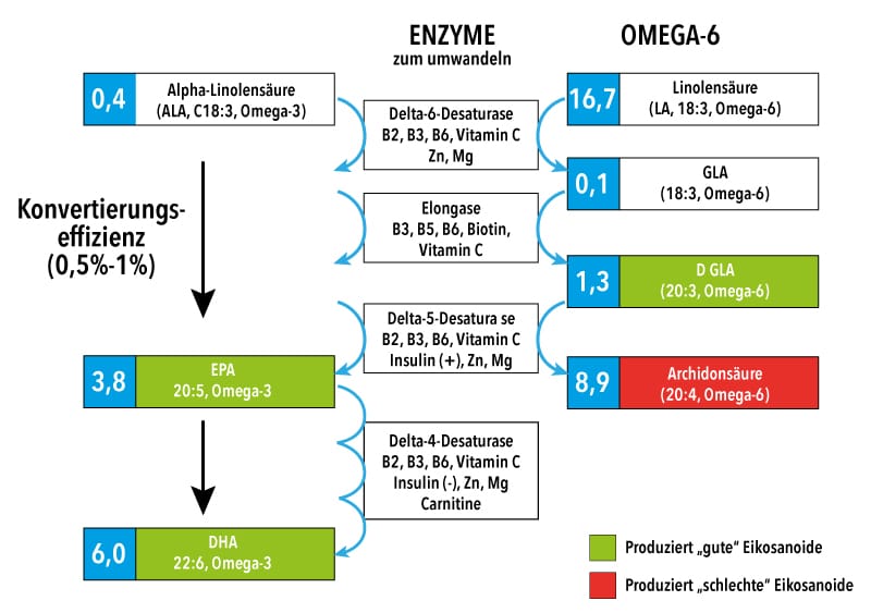 Omega-3 Enzyme Omega-6