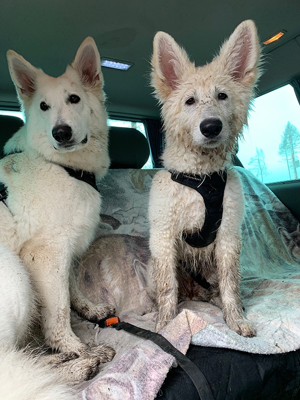 2 Hunde im Auto