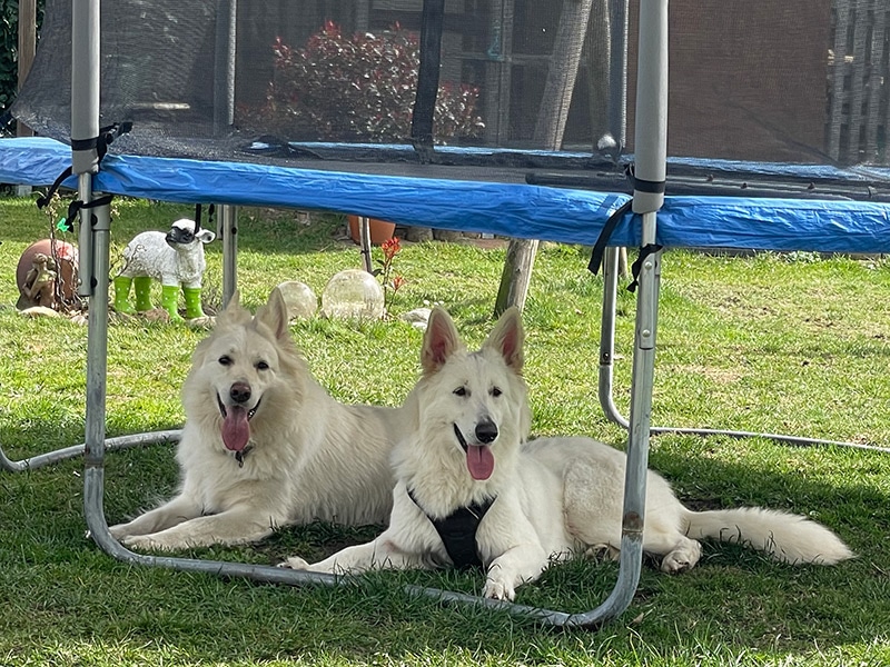 Hunde im Schatten eines Trampolins