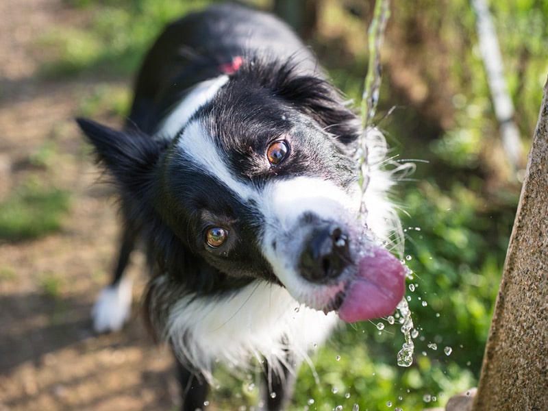 Hund trinkt Wasser aus einem Gartenschlauch