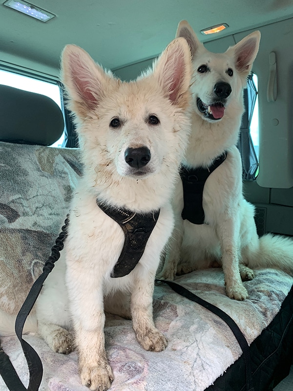 Zwei Hunde im Auto