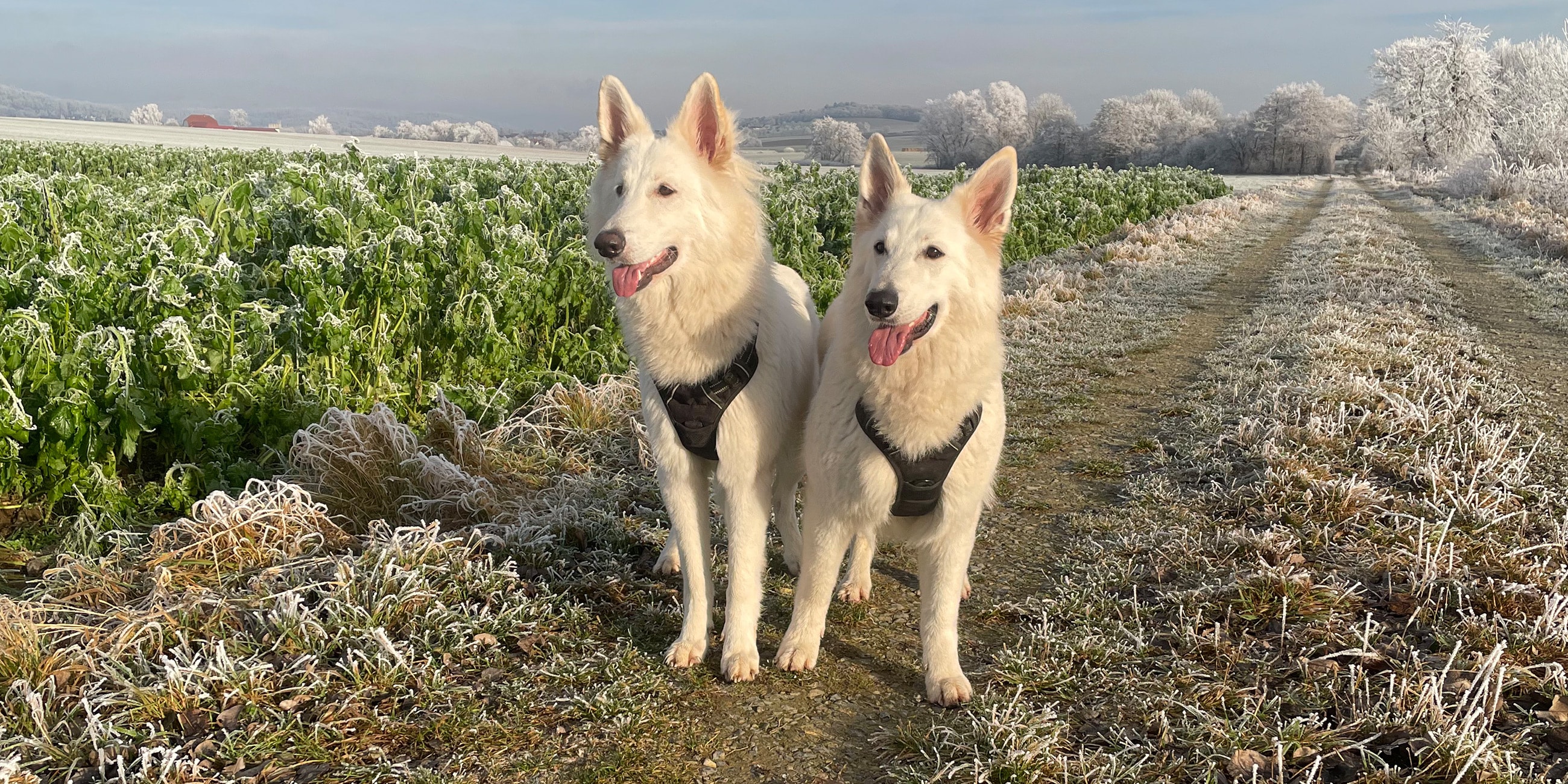 Weiße Schäferhunde in einer Winterlandschaft
