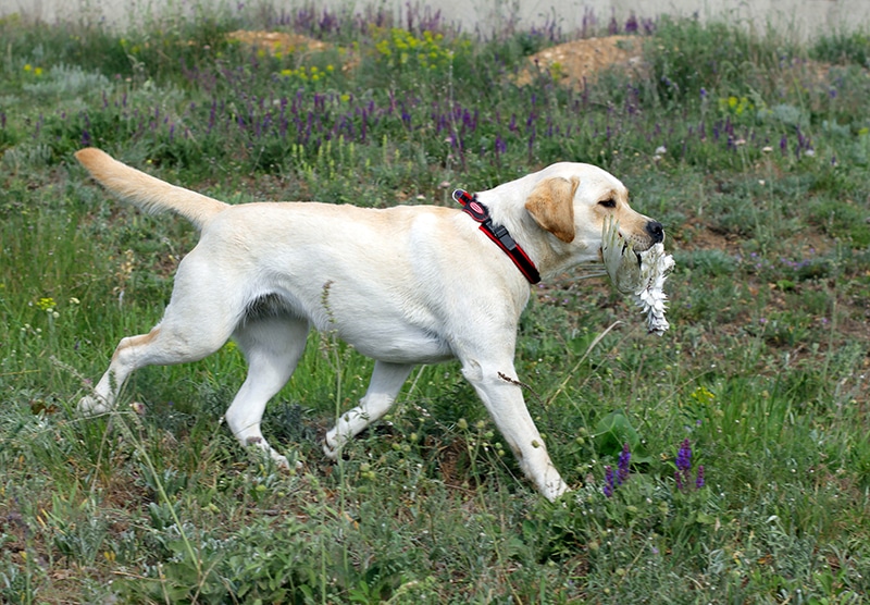 Weiße Schäferhunde auf einem Waldweg