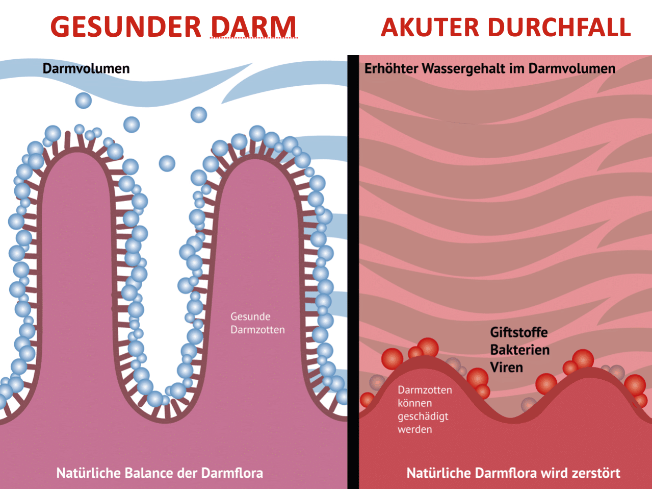 Durchfall beim Hund - Fresstipp.de