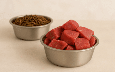 Insektenfutter für Katzen – Nachhaltige Alternative oder gesundheitliches Risiko?