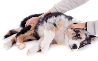Epilepsie beim Hund – Ursachen, Behandlung und ganzheitliche Unterstützung