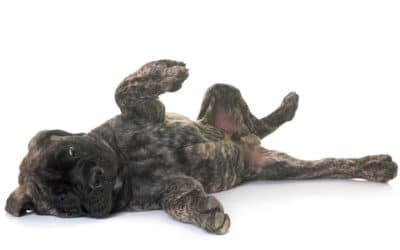 Cushing-Syndrom beim Hund – Ursachen, Symptome und ganzheitliche Unterstützung