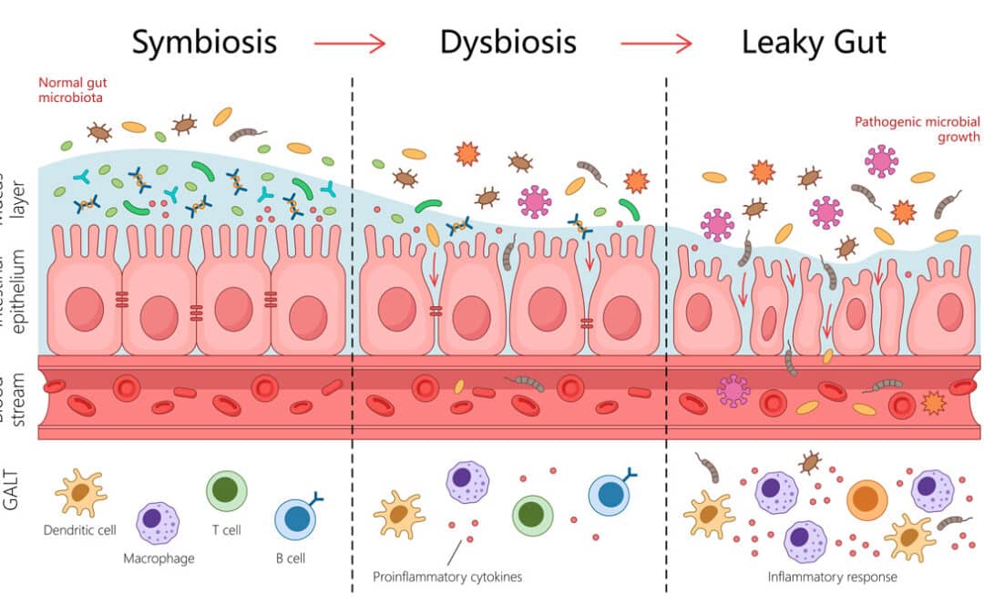 Leaky Gut beim Hund – wenn die Darmbarriere „undicht“ wird: Ursachen, Symptome, Darmsanierung & Fütterung