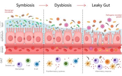 Leaky Gut beim Hund – wenn die Darmbarriere „undicht“ wird: Ursachen, Symptome, Darmsanierung & Fütterung