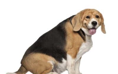 IBD beim Hund – wenn der Darm chronisch entzündet ist