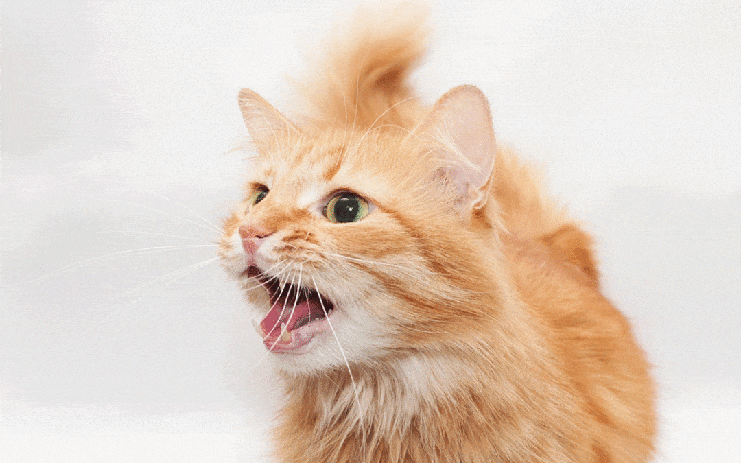 Maulgeruch bei Katzen – was er über den Darm verrät