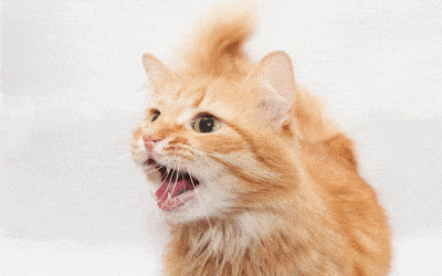 Maulgeruch bei Katzen – was er über den Darm verrät