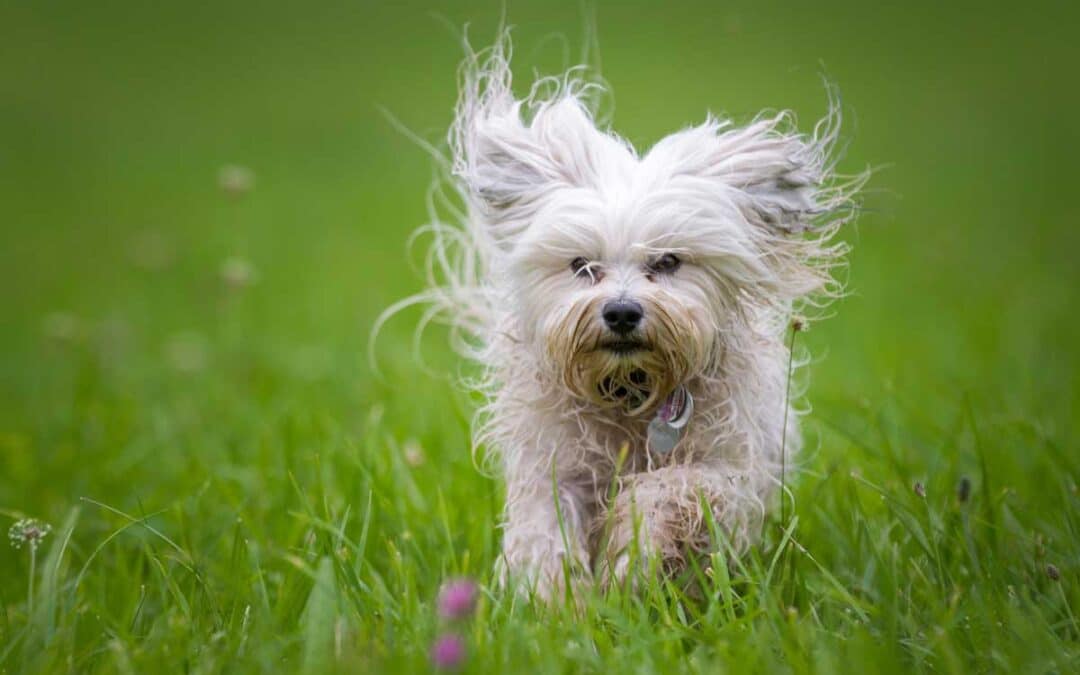 Wenn das Immunsystem verrücktspielt – Überreaktionen, Allergien & stille Entzündungen verstehen