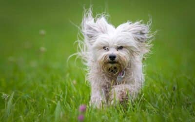 Wenn das Immunsystem verrücktspielt – Überreaktionen, Allergien & stille Entzündungen verstehen