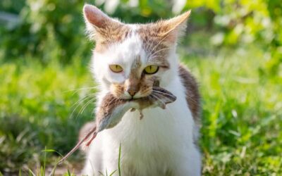 Trockenfutter vs. Fleischfresser Katze – warum das Konzept nicht funktioniert