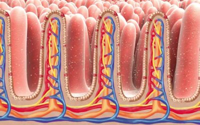 Das Mikrobiom des Hundes – wie die „Sekretärin im Darm“ Körper und Verhalten steuert