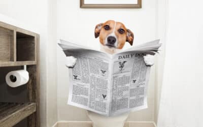 Durchfall bei Hund und Katze – warum das wichtigste Warnsignal so oft missverstanden wird