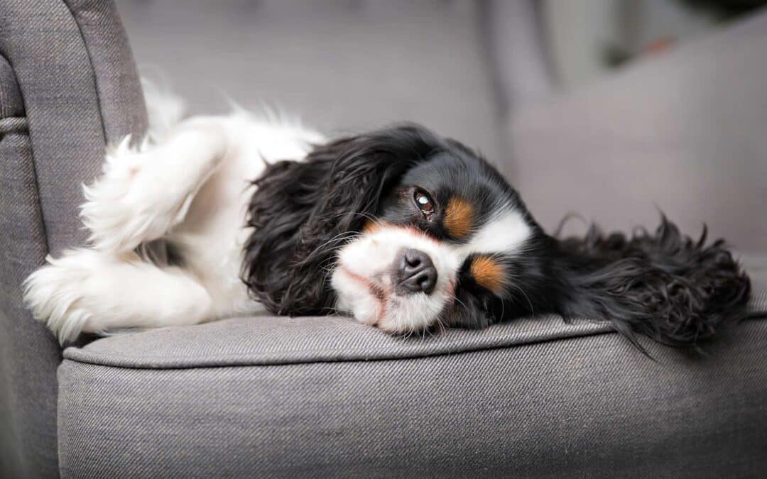 Leber und Immunsystem beim Hund