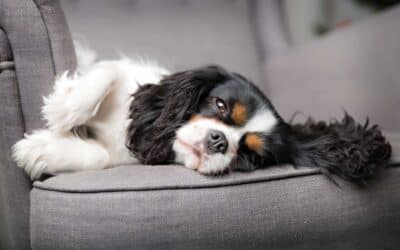 Leber und Immunsystem beim Hund – warum Entlastung immer vor Regeneration kommt