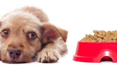 Warum Training ohne Ernährungsbasis oft scheitert