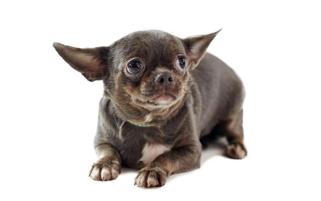 Warum zittert mein Hund