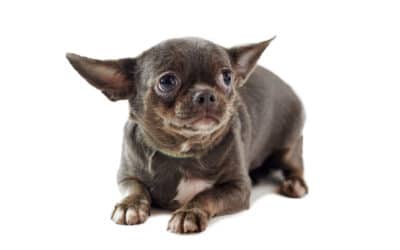 Warum zittert mein Hund?