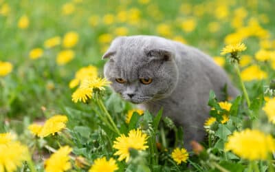 Warum erbricht meine Katze regelmäßig?