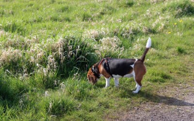 Warum frisst mein Hund Kot?
