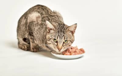 Warum frisst meine Katze schlecht oder gar nicht?