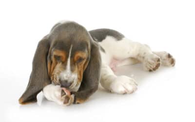 Warum leckt sich mein Hund ständig die Pfoten?