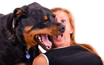 Warum hat mein Hund Mundgeruch?