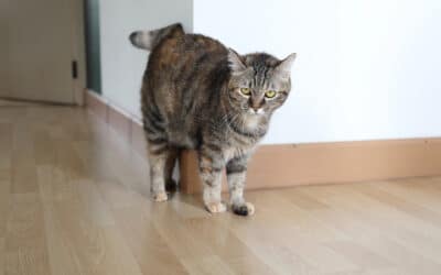 Warum pinkelt meine Katze unsauber?