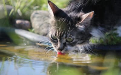 Warum trinkt meine Katze so viel oder so wenig?