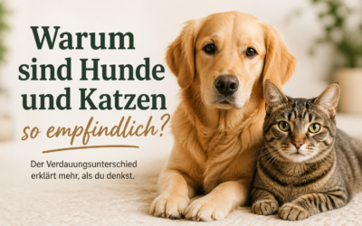 Empfindlicher Hund: Warum dein Hund plötzlich nichts mehr verträgt