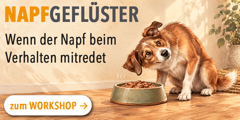 Banner-Vorträge-Hanna-napfgeluester